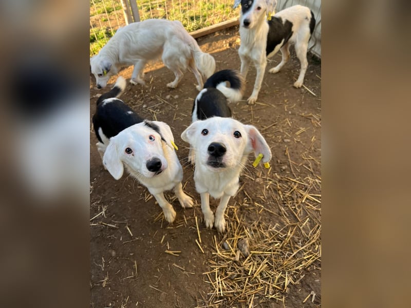 T-ROC - skeptischer Junghund sucht seine Menschen