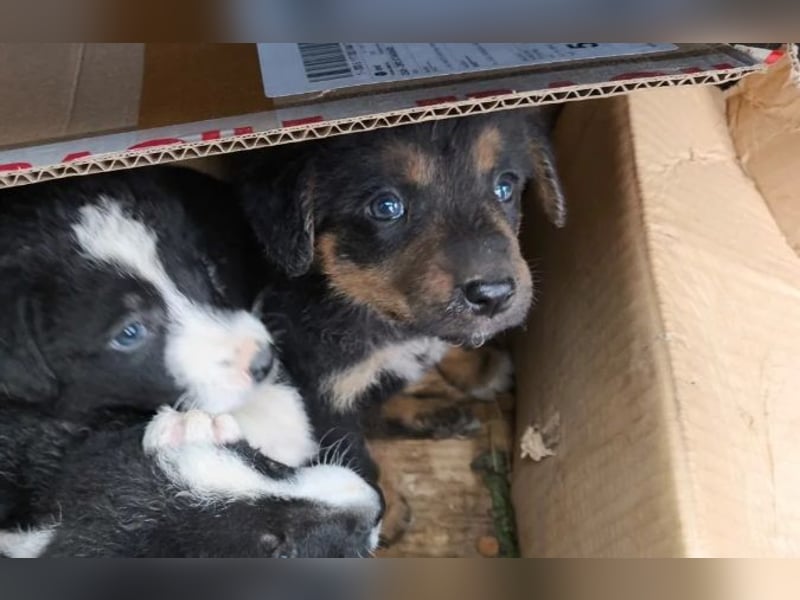 WELPE10C - zauberhafter Welpenjunge sucht seine Familie und einen Namen