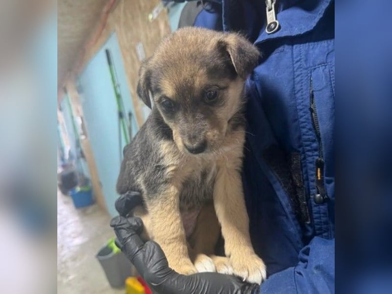 zauberhaftes, liebes Welpenmädchen Krümel