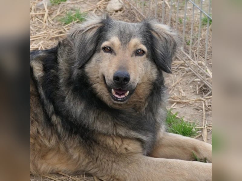 Zoran, zaghafter Rüde wartet auf seine Herzensmenschen