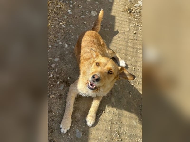 Lilli sucht Menschen mit denen sie ausgiebig kuscheln kann