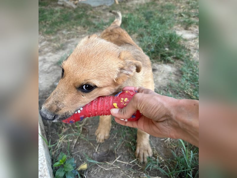 Gaio - liebenswerter Junghund sucht seine Menschen