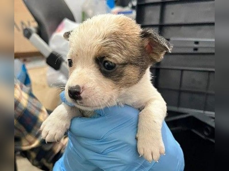 RONJA - zauberhaftes Welpenmädchen sucht liebevolles Zuhause