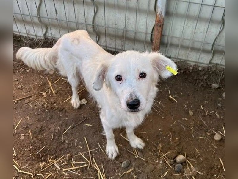 kluge Tourana sucht Zuhause mit Struktur