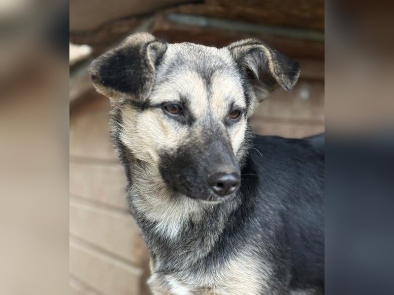 Lizzy - mit Geduld zur Traumhündin