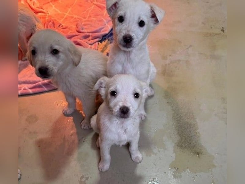 Welpenmädchen Akari