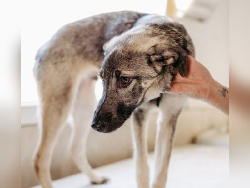 GLENNIE - verspielt & fröhlich