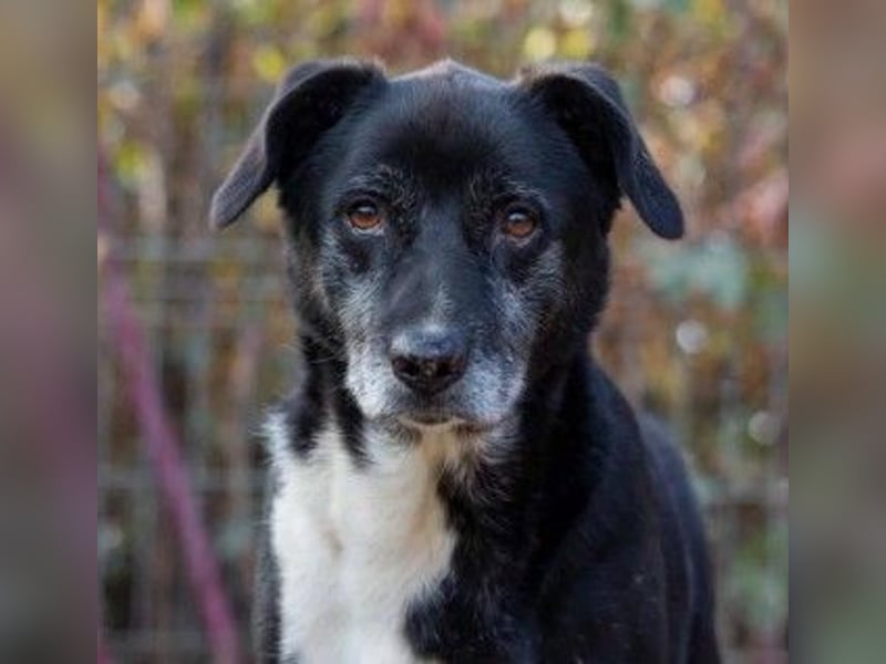 Sanfter, vorsichtiger Negry sucht sein Zuhause