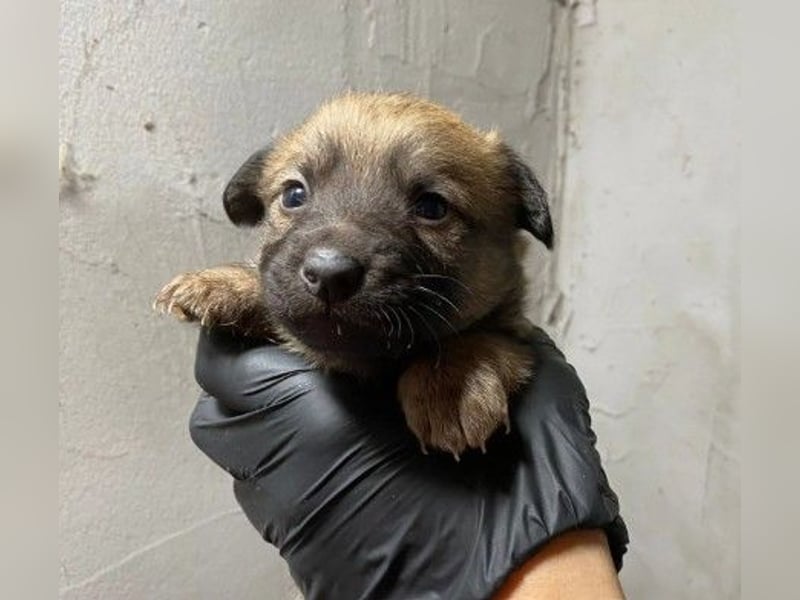 Zuckersüßes Welpenmädchen sucht ihre Menschen
