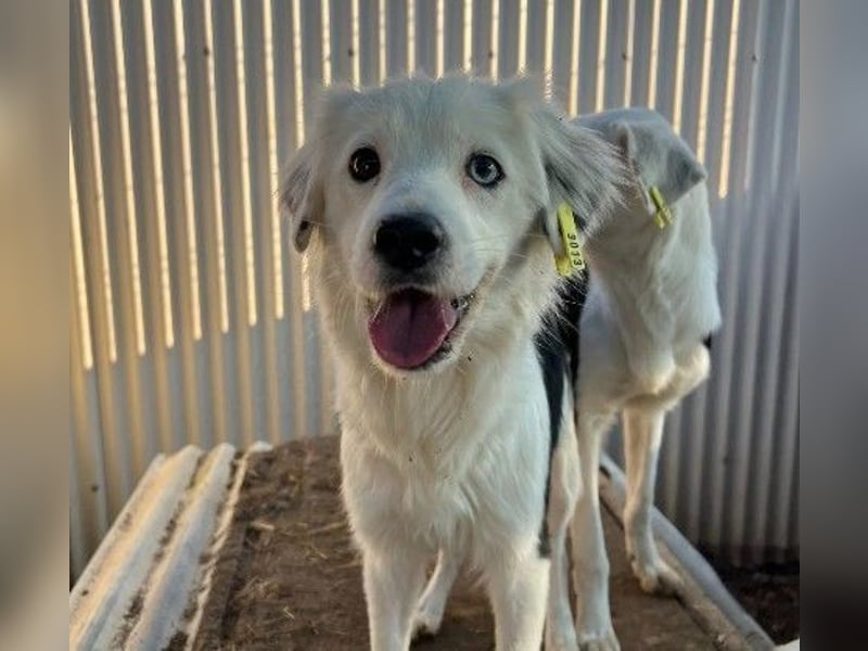 TILDA - unsichere Junghündin sucht ihre Bezugsperson