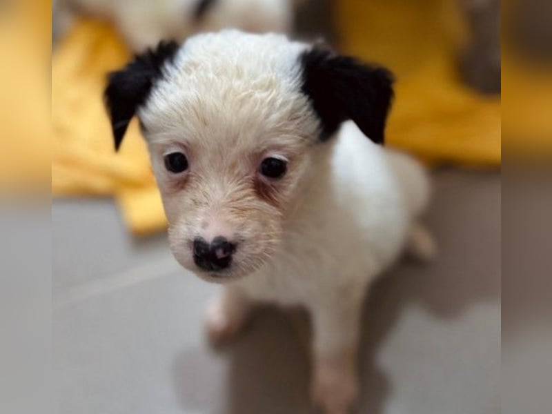 Mulan - zauberhafte Welpenmaus sucht ihre Herzensmenschen