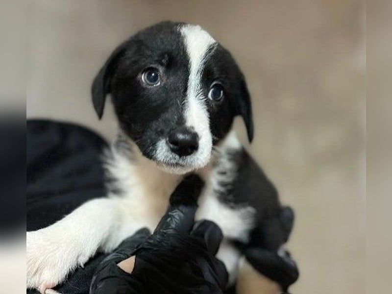 bezauberndes, liebes Welpenmädchen Chloe