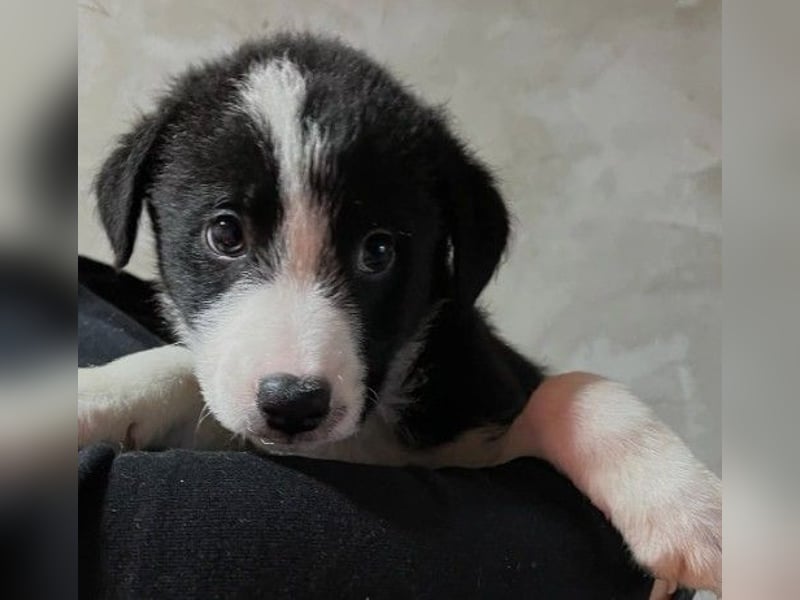 bezaubernder, lieber Welpe Cash