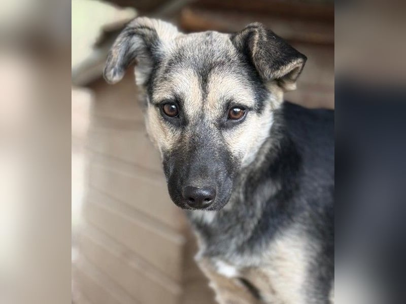 Lizzy - mit Geduld zur Traumhündin