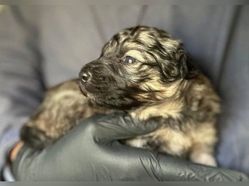 Bowie kleines Welpenmädchen wartet auf ihr liebevolles Zuhause