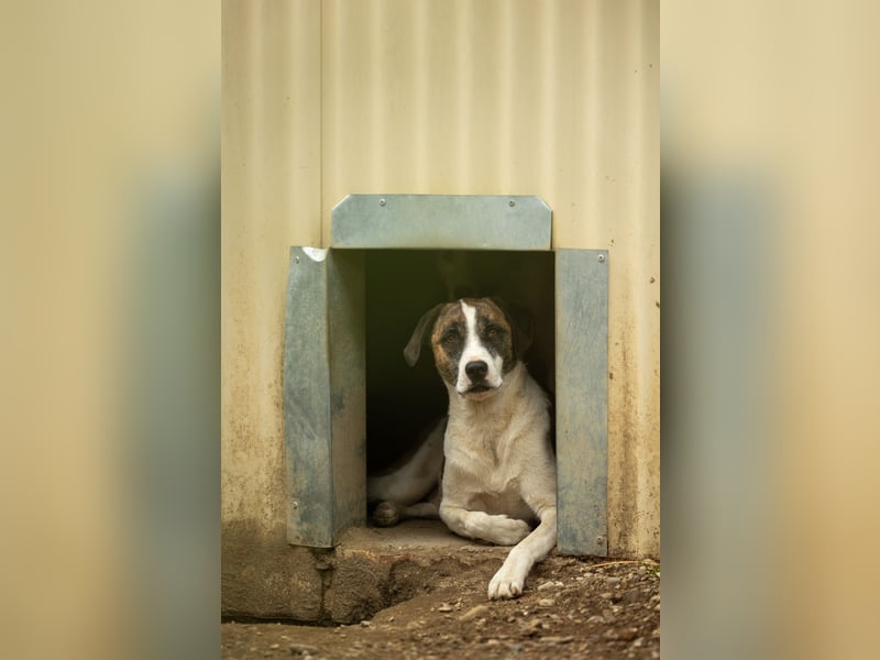 vorsichtige Tara wartet auf die Menschen, die ihr zeigen wie schön die Welt ist