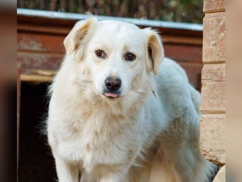 wunderschöne, liebe Wani