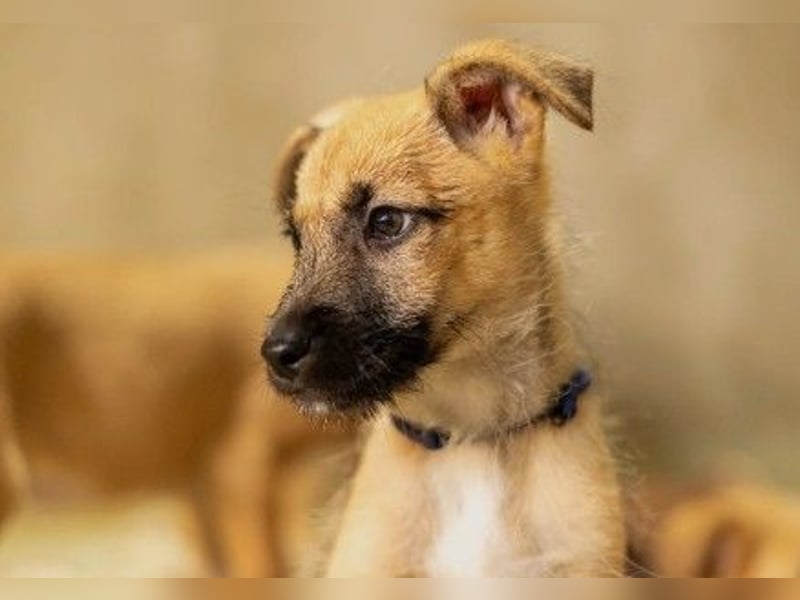 verschmuster Frodo verschmuster Frodo