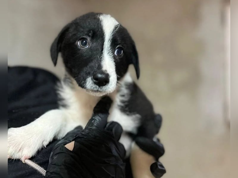 WELPE 11 C - süßes, liebes Welpenmädchen sucht ihre Familie und einen Namen