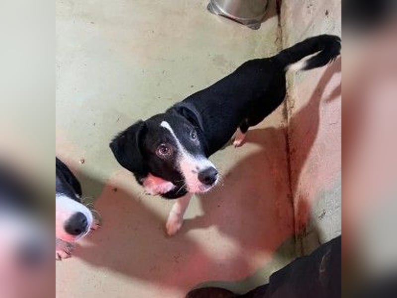 zauberhafter Junghund Chess