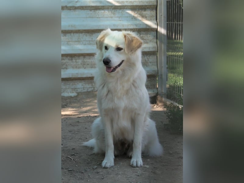 WANI - ruhige, sanfte Hündin sucht einfühlsame Menschen