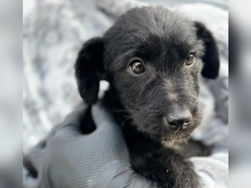 liebes Welpenmädchen Naira