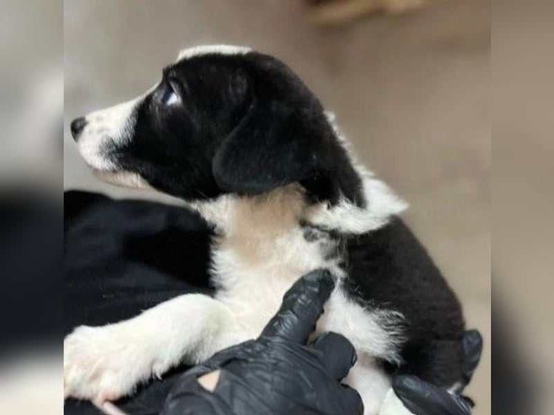 bezauberndes, liebes Welpenmädchen Chloe