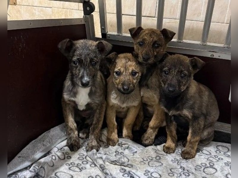 süßes, kleines Welpenmädchen Wynia