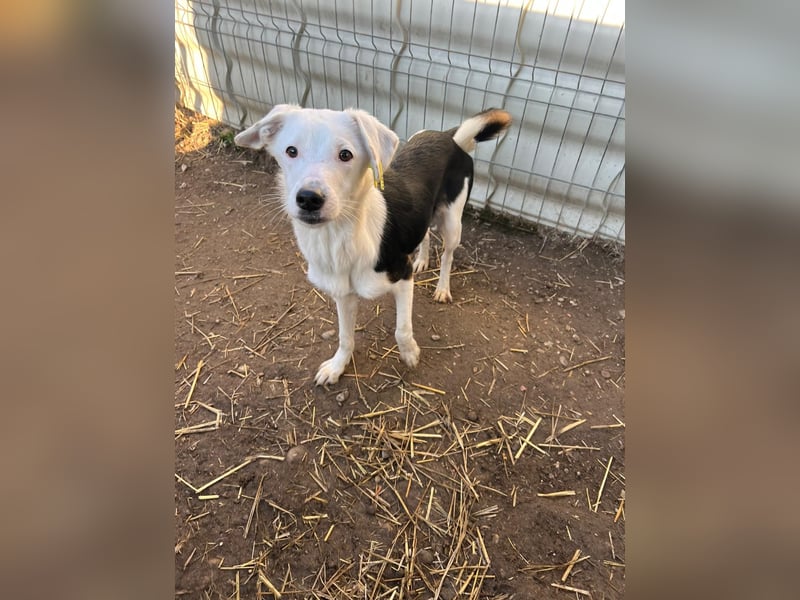 T-ROC - skeptischer Junghund sucht seine Menschen