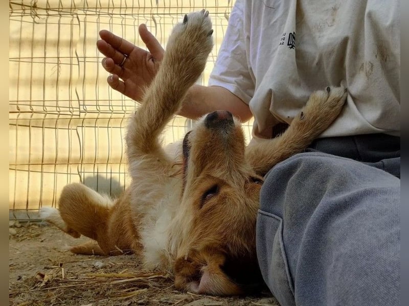 Lilli ganz verschmuste Hündin sucht ihre Herzensmenschen