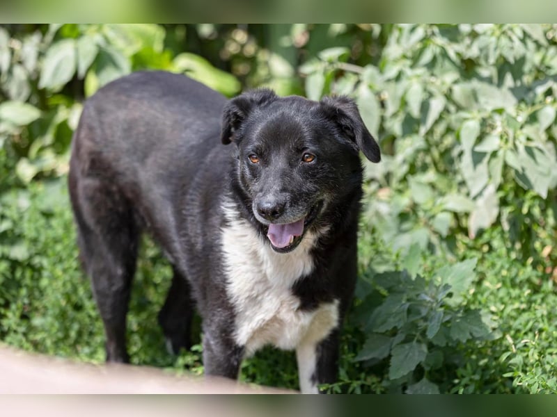 Sanfter, vorsichtiger Negry sucht sein Zuhause