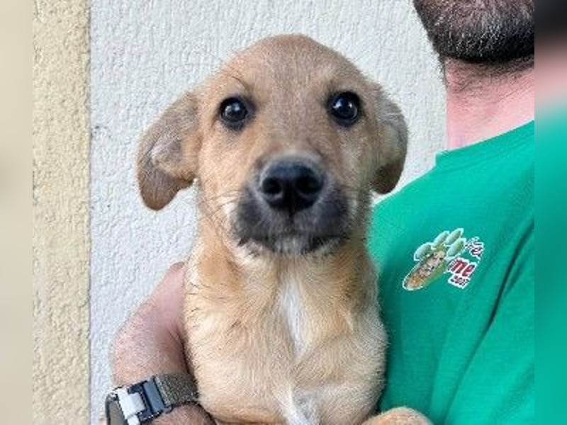 verschmuster, lieber Traumhund Gaio