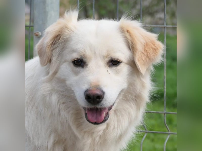 WANI - ruhige, sanfte Hündin sucht einfühlsame Menschen