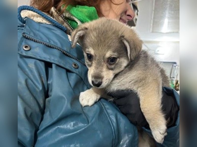 Zauberhafter Welpenjunge Welpe 1