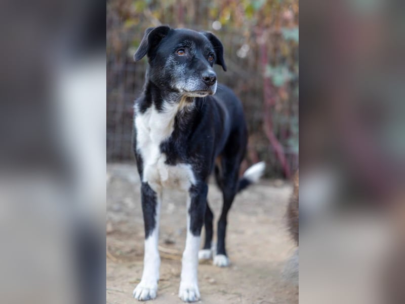 Negry-unsicherer Rüde sucht sicheres Zuhause