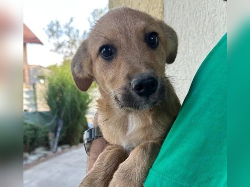 verschmuster, lieber Traumhund Gaio