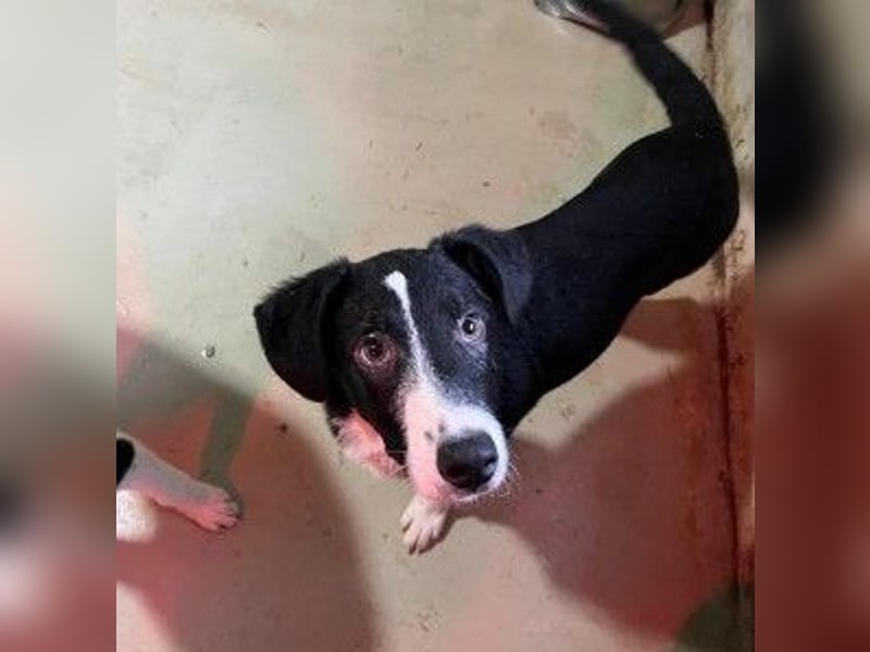 zauberhafter Junghund Chess