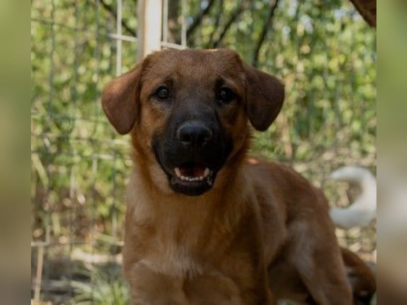 fröhlicher & liebenswerter Tux sucht seine Familie