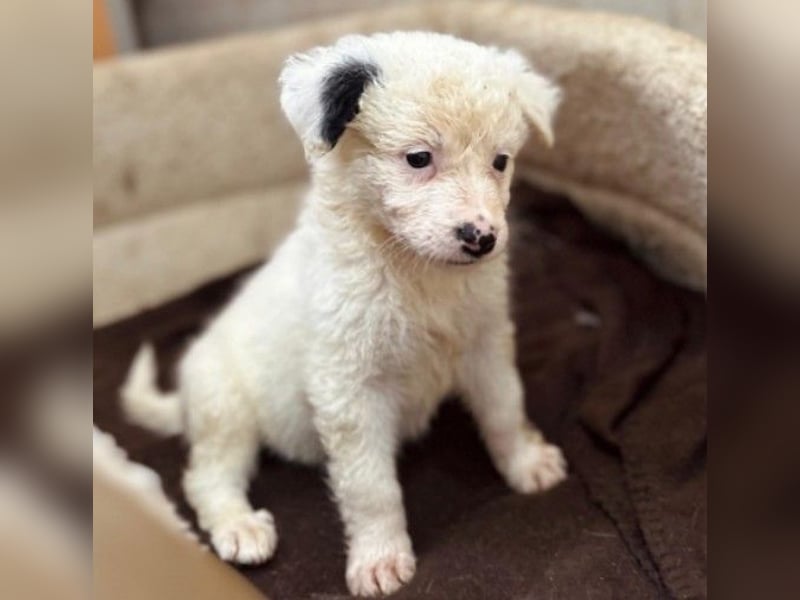 MUCKI - kleines, süßes Welpenmädchen sucht ihre Menschen