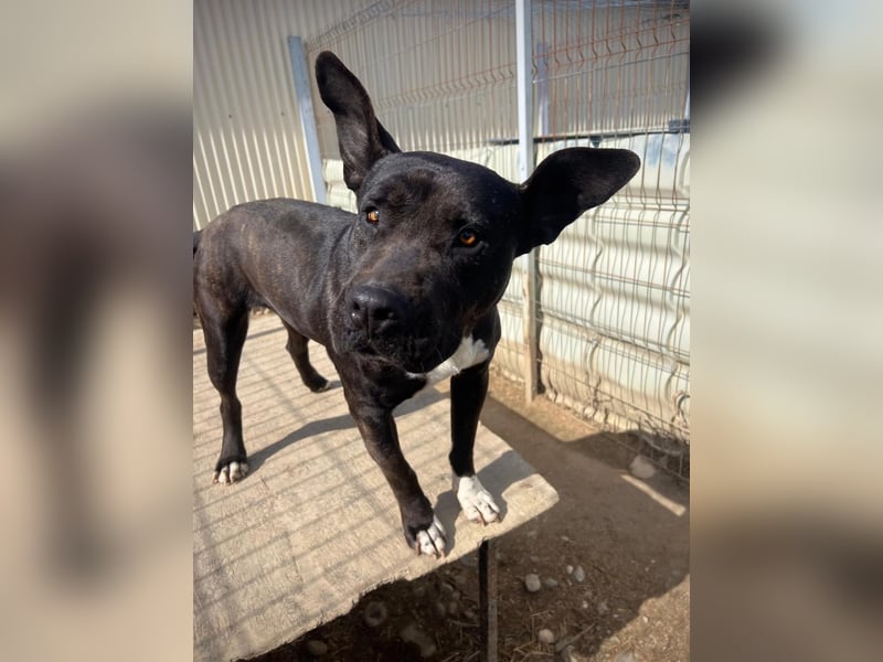 LUNA - liebenswerte Kampfschmuserin sucht ihr Zuhause in Österreich