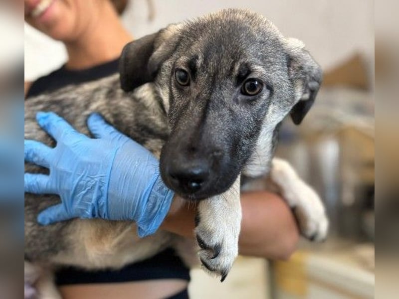 GLENNIE - verspielt & fröhlich