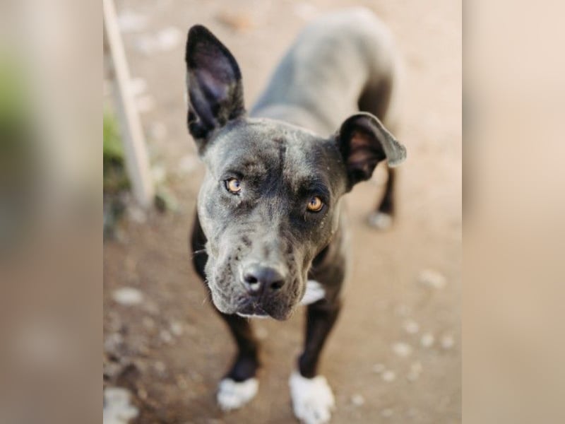 LUNA - liebenswerte Kampfschmuserin sucht ihr Zuhause in Österreich