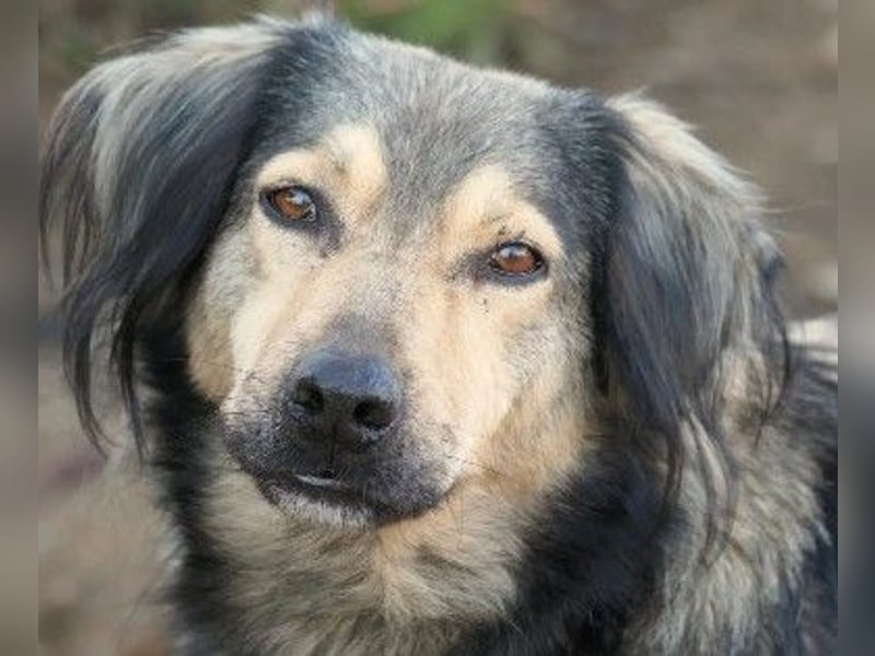 wunderschöner Rüde Zoran