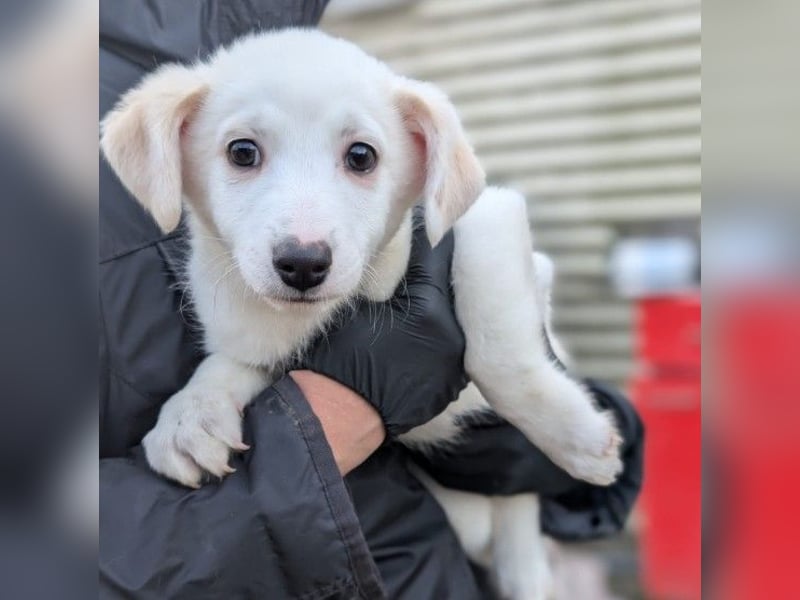 zauberhafter, süßer Welpenjunge Sirius