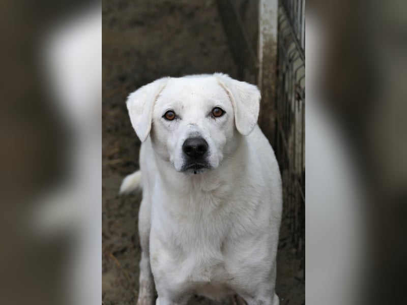 Snow, zaghafter Rüde wartet auf Menschen die ihm zeigen wie schön die Welt ist