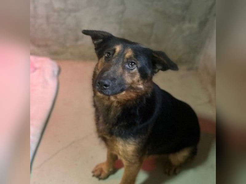 liebe, wunderschöne Donna