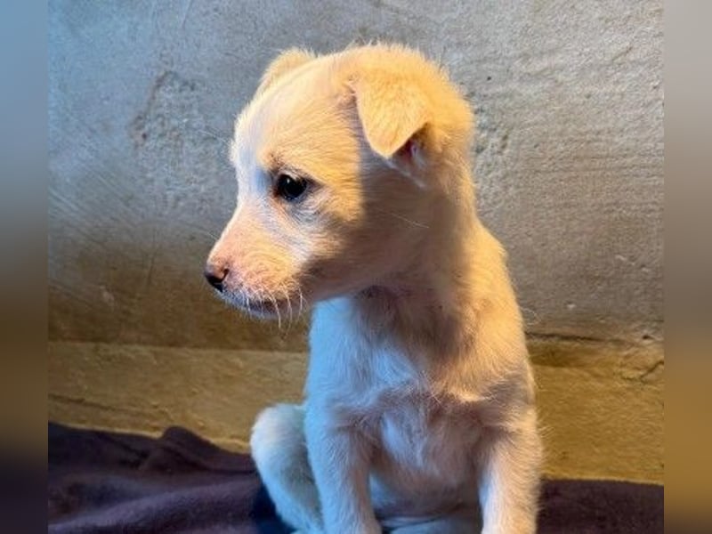 Welpenmädchen Akari