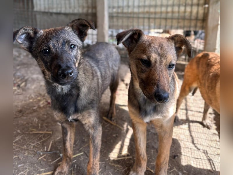 Junghündin Wendy sucht ihre Menschen