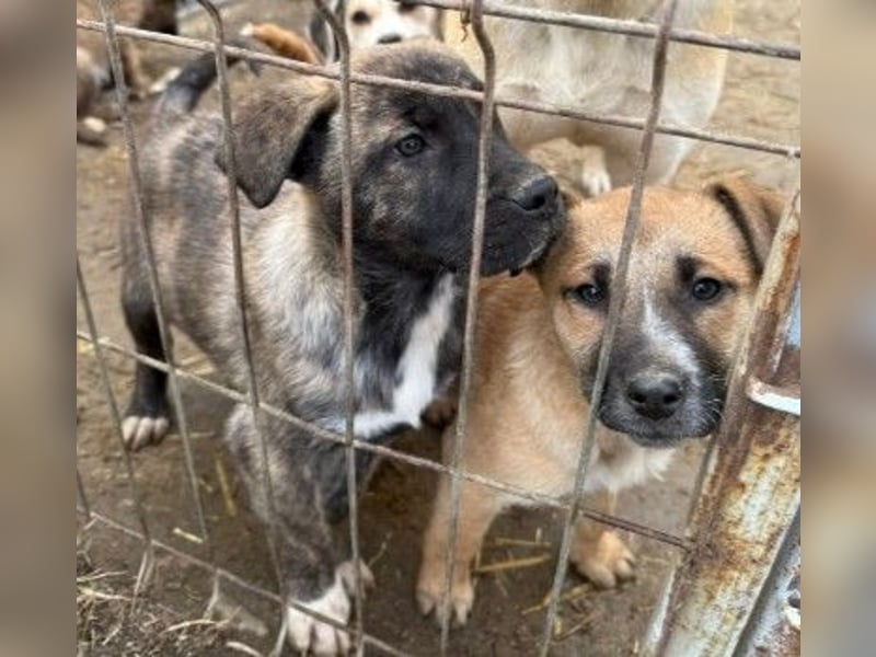 Leni, ganz zauberhafte kleine Welpin auf der Suche nach einem liebevollen Zuhause