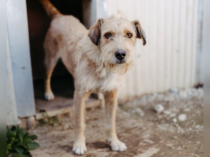 Lilli sucht Menschen mit denen sie ausgiebig kuscheln kann